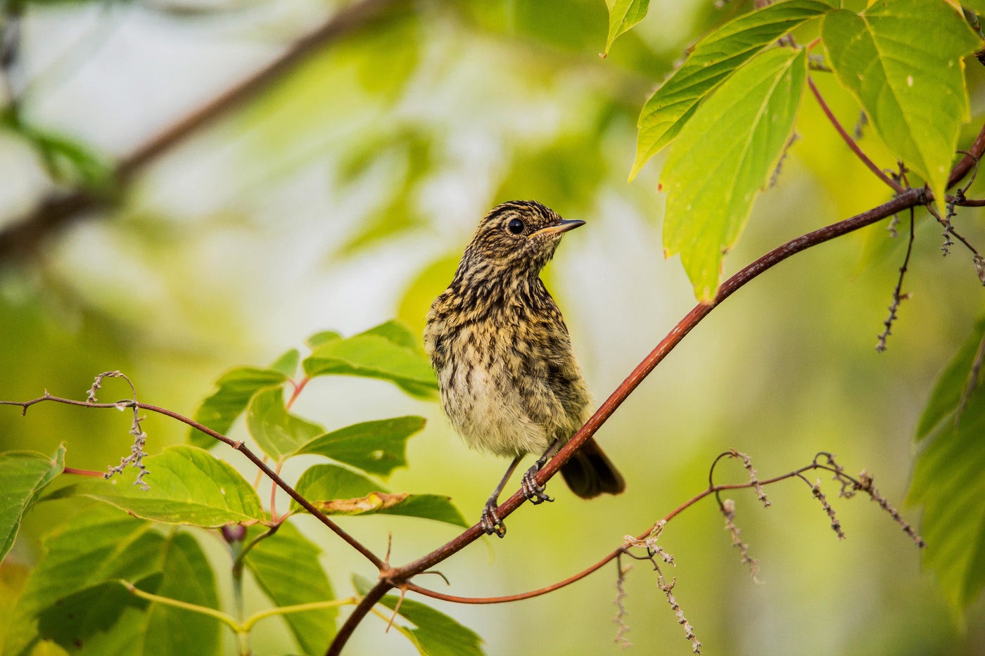 Молодая варакушка
