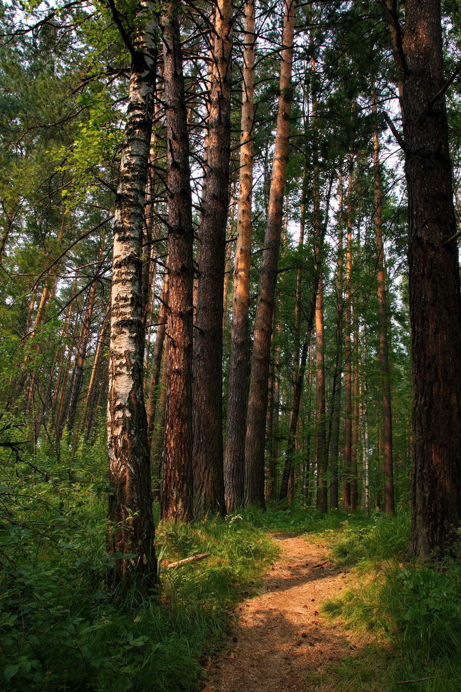 Лесная тропа.