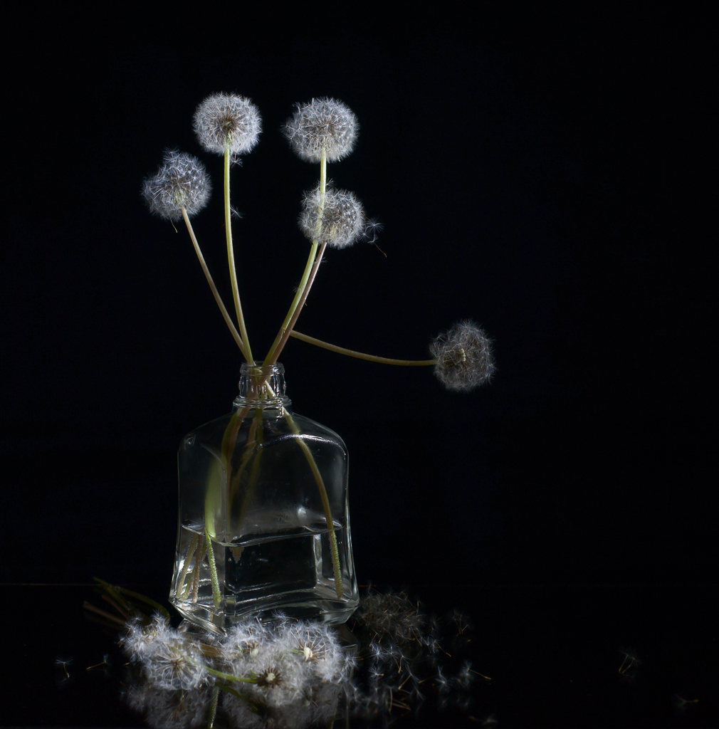 Одуванчики