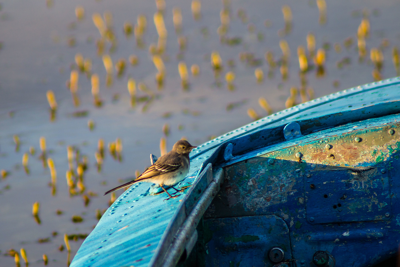 Капитан Трясогузкин