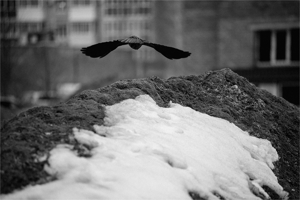 Ворон - это не муж вороны