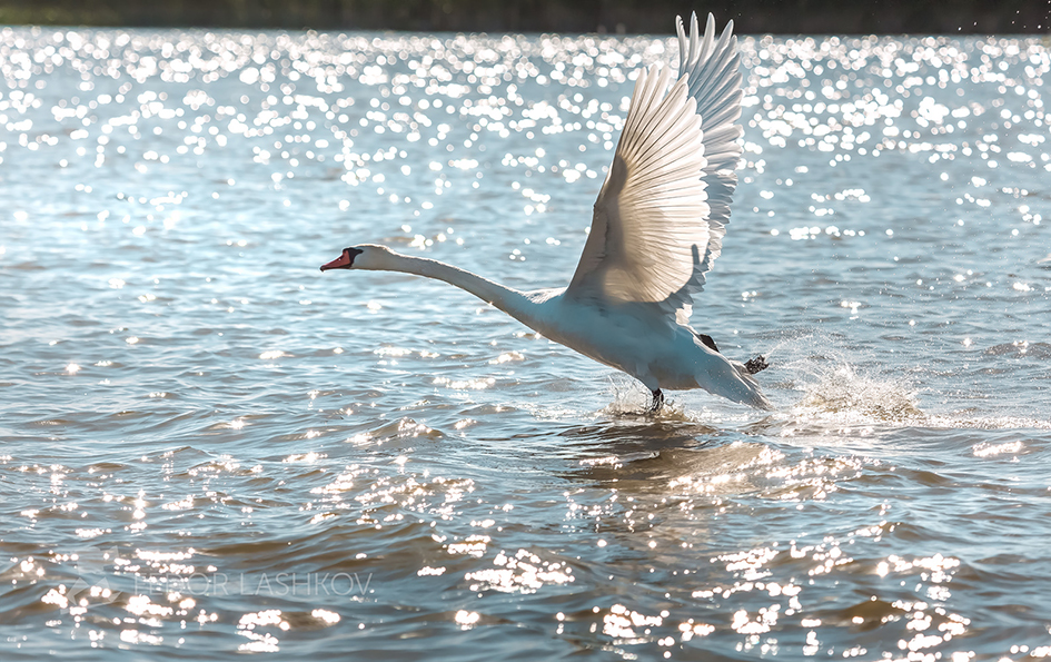 Дикий лебедь на взлёте