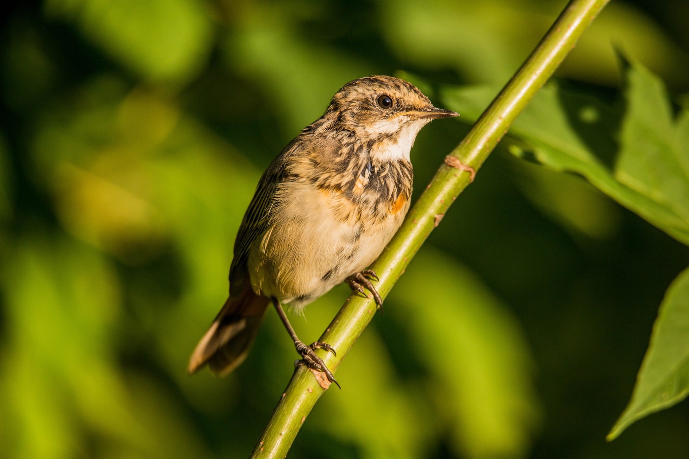 Молодая варакушка