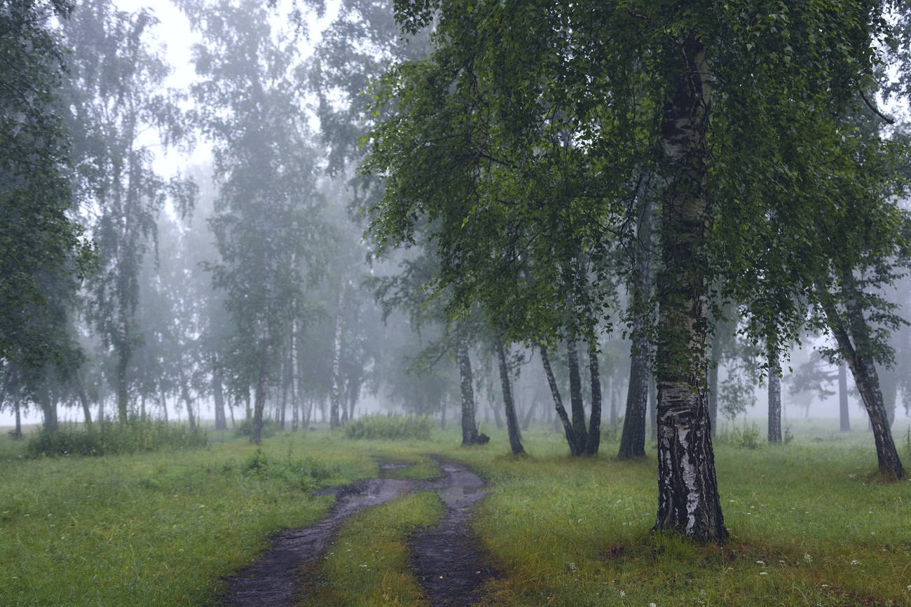 Утро в лесу.