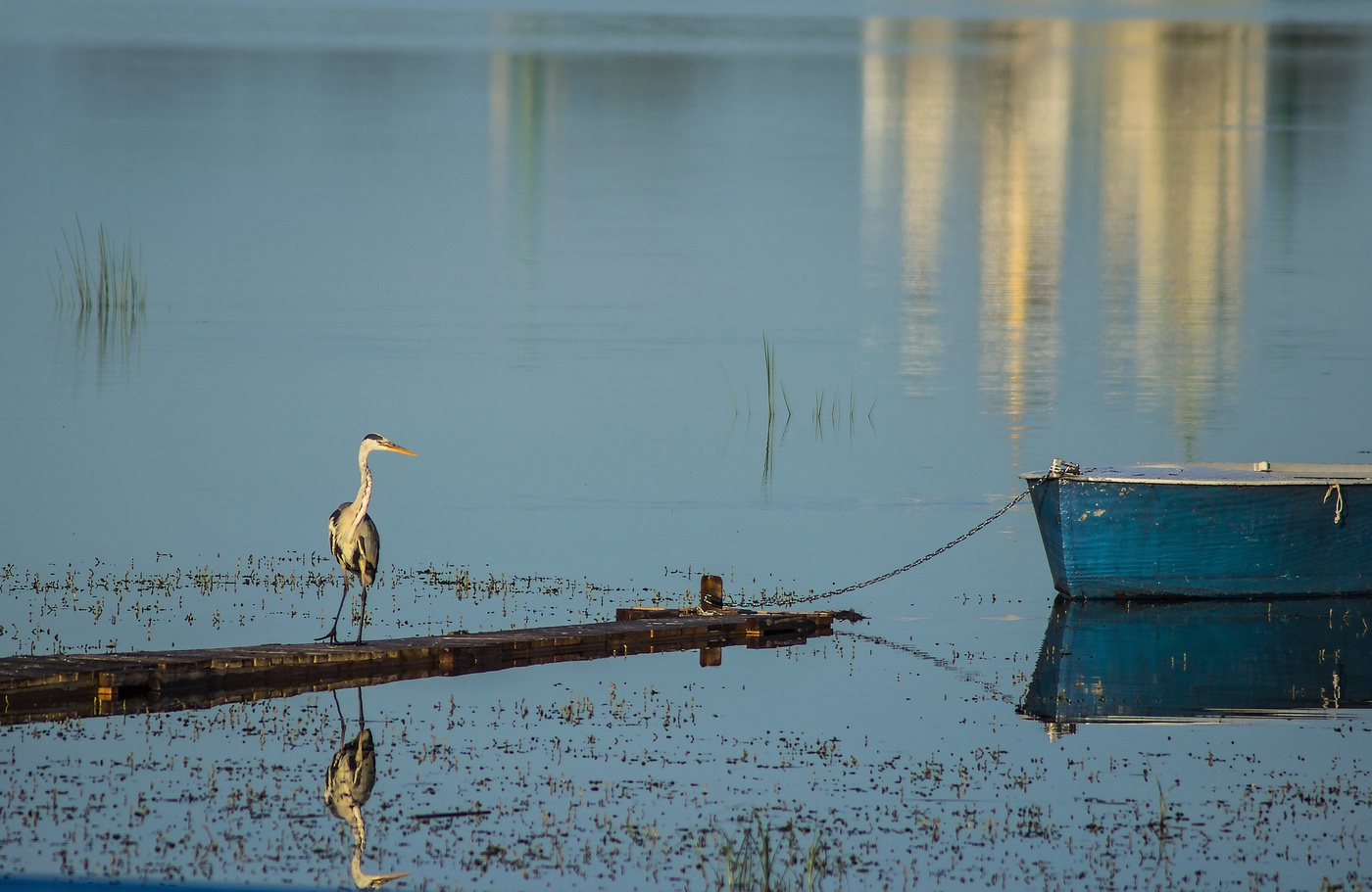 Мисс Элегантность