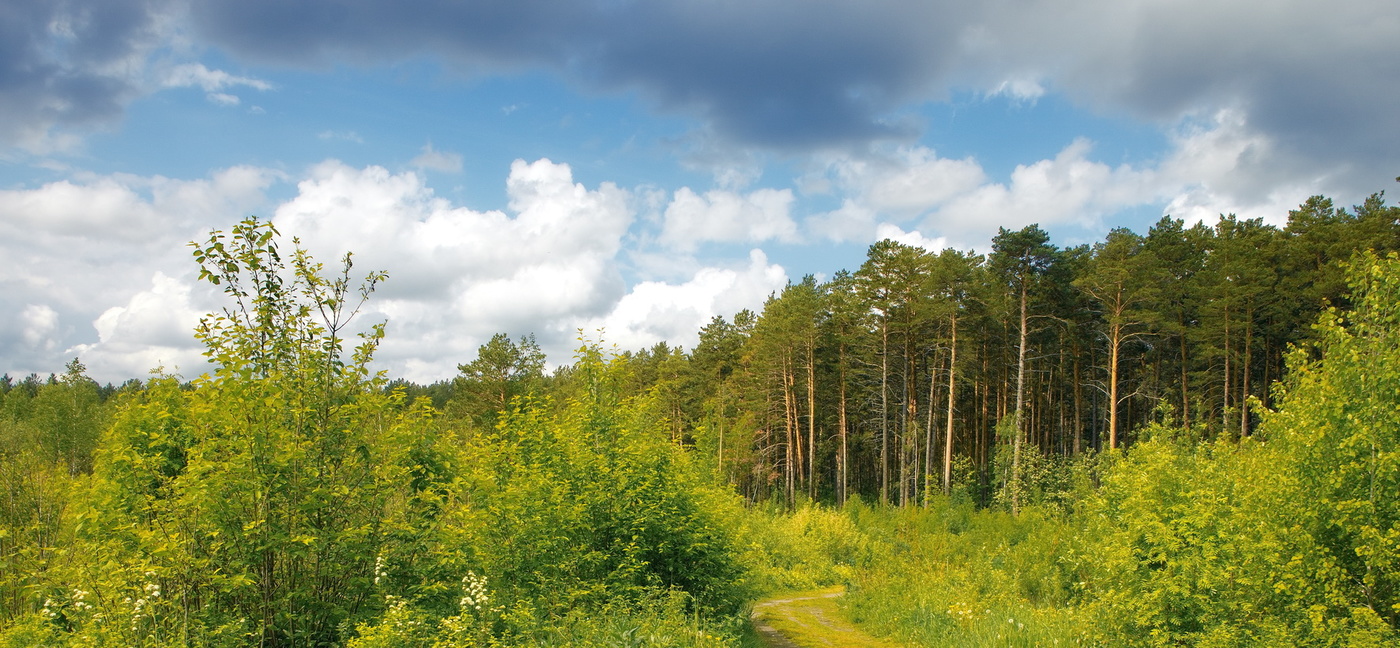 Перед ненастьем.
