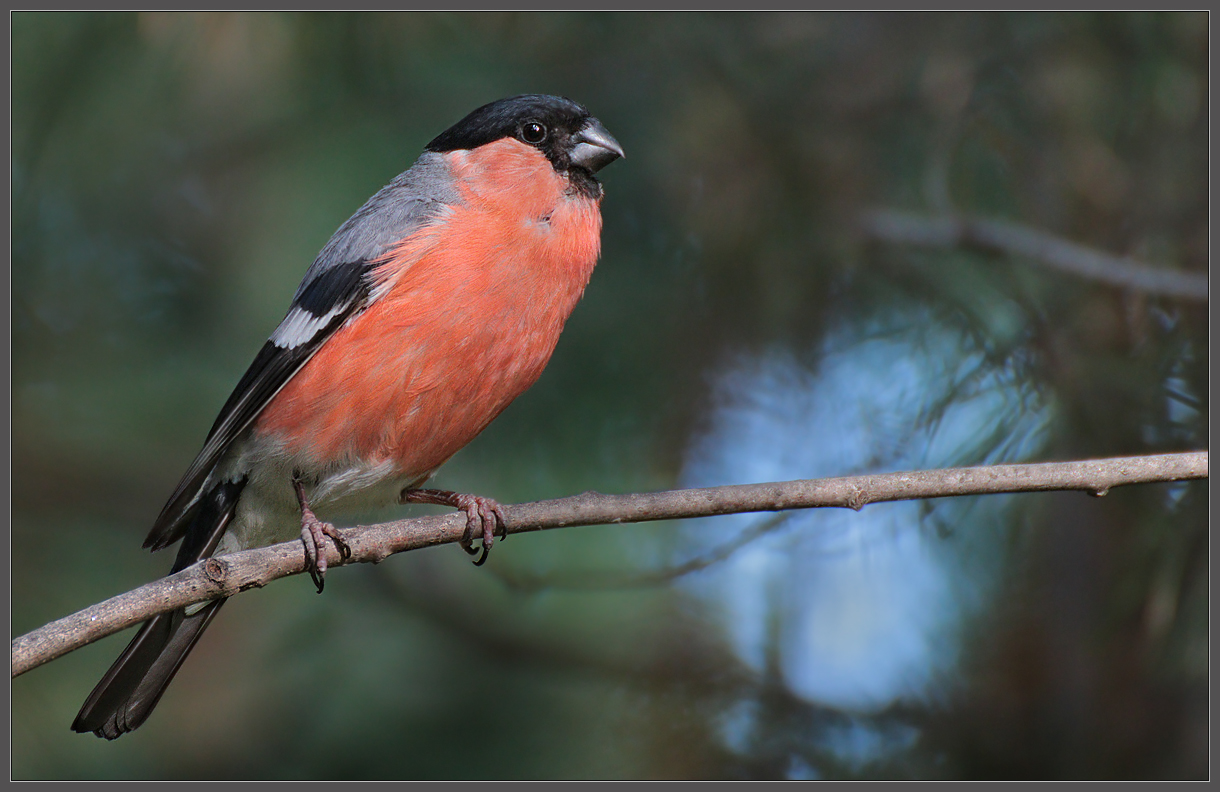 "Июльский" снегирь