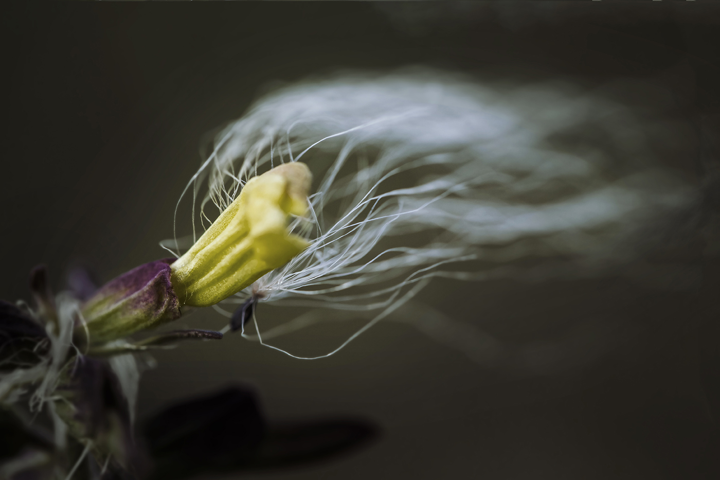 Музыка ветра