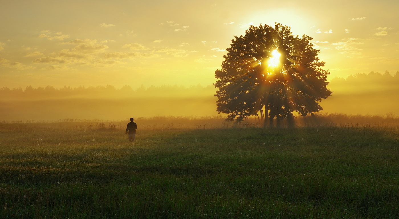 Утренний луг