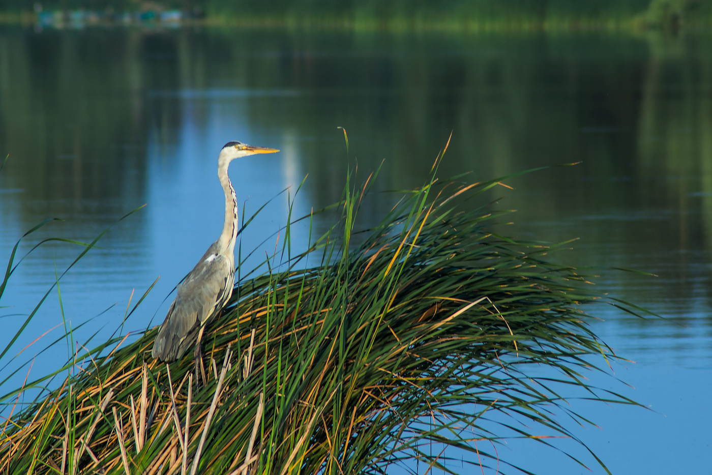 утро на озере