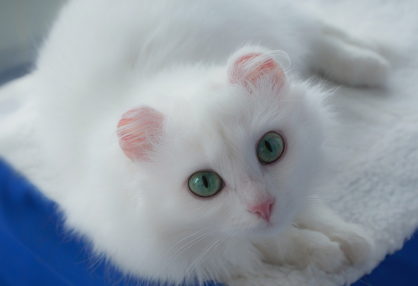 Муся- воплощение Муиззы