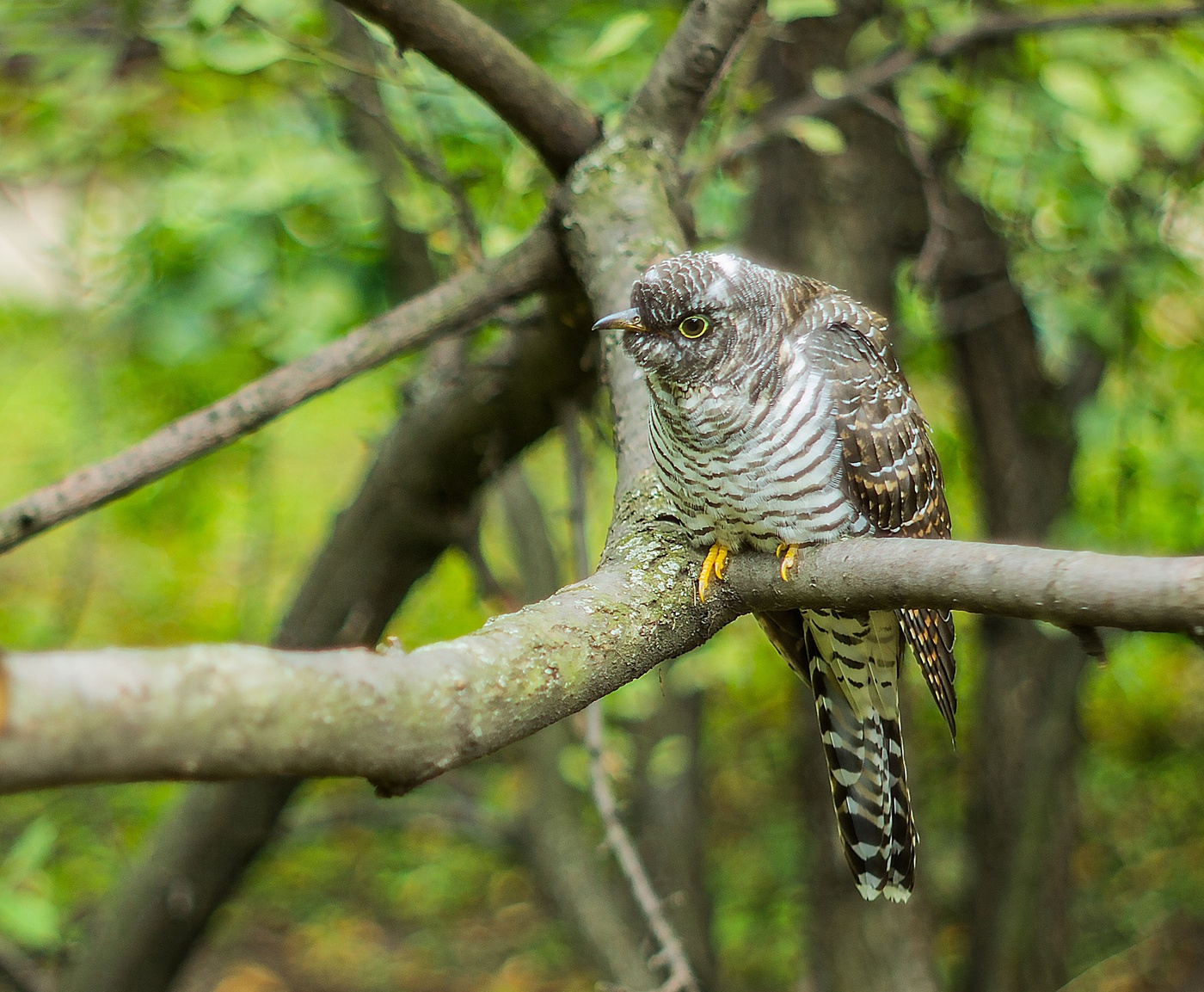 Обыкновенная кукушка