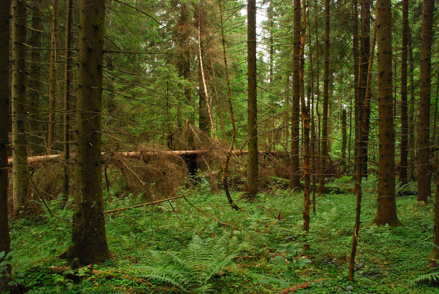 "Тишина в лесу, только шелест, шорох ..."