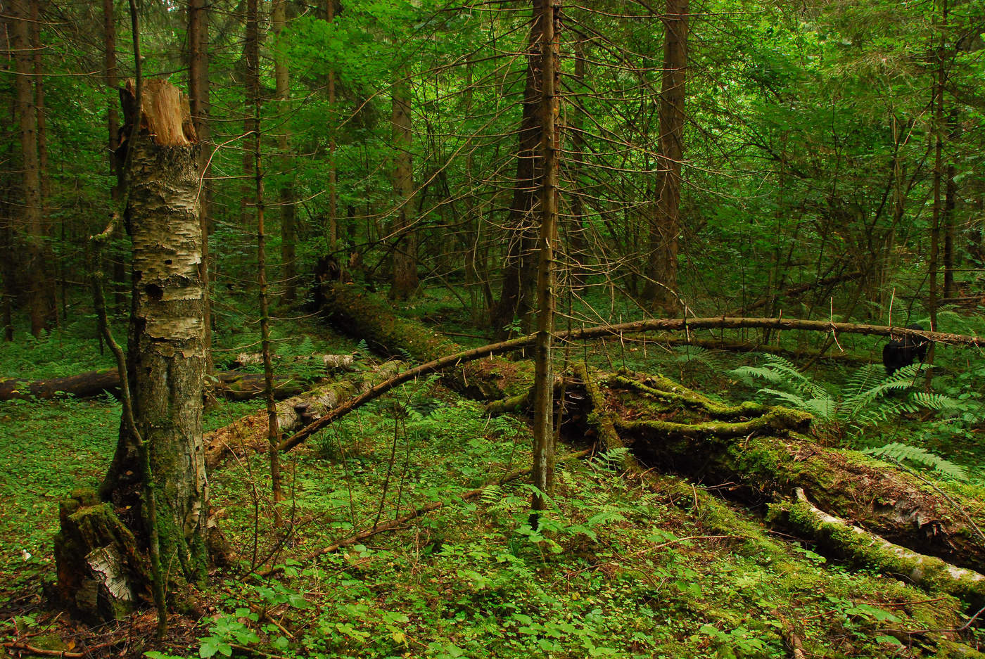 "А вы слушали лес, ускользнувши из пыльного города..."