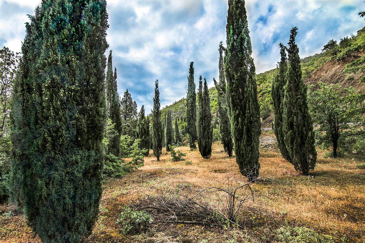 Кипарисовая прляна.