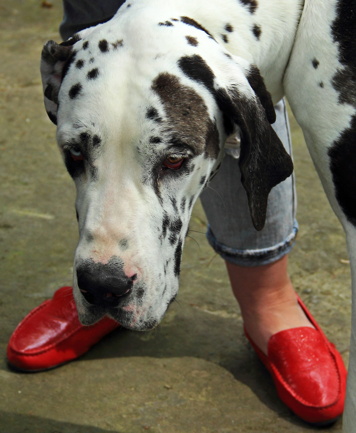 Головоногий пес