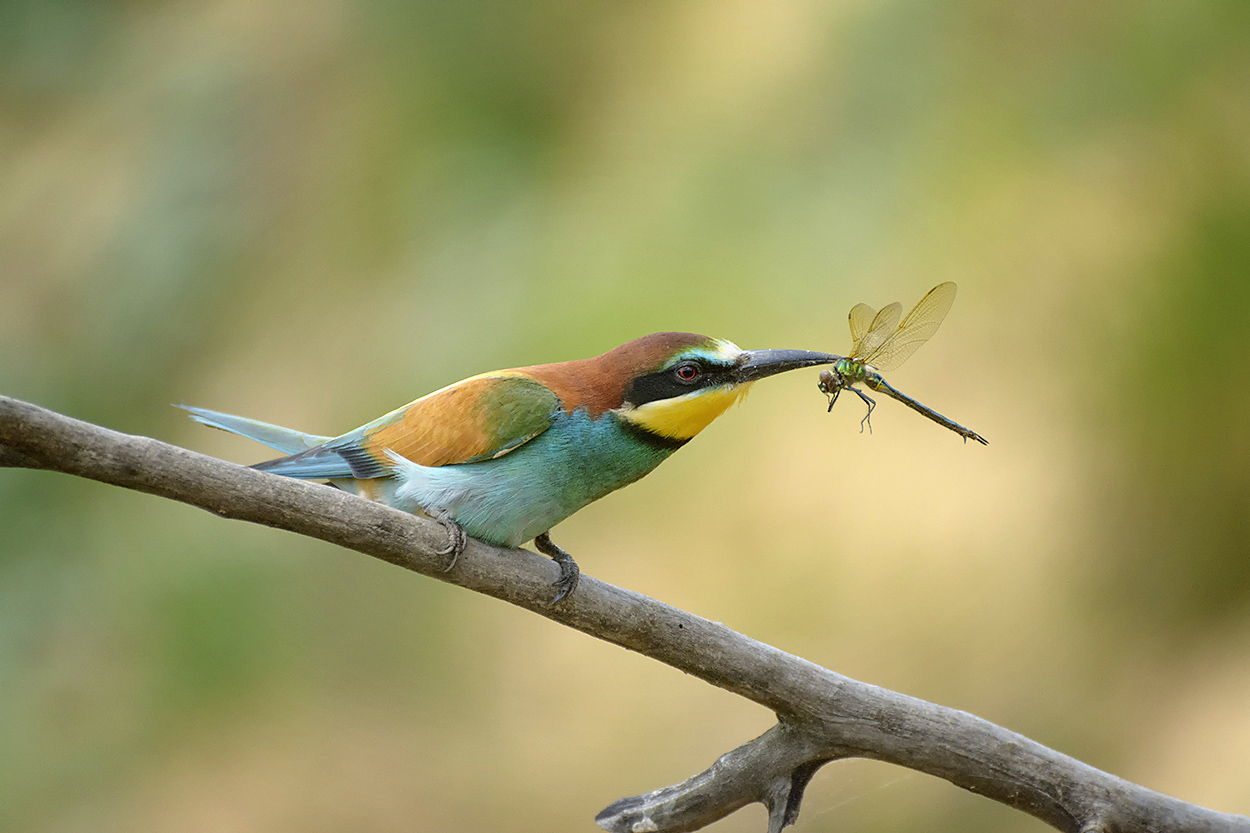 Долеталась.