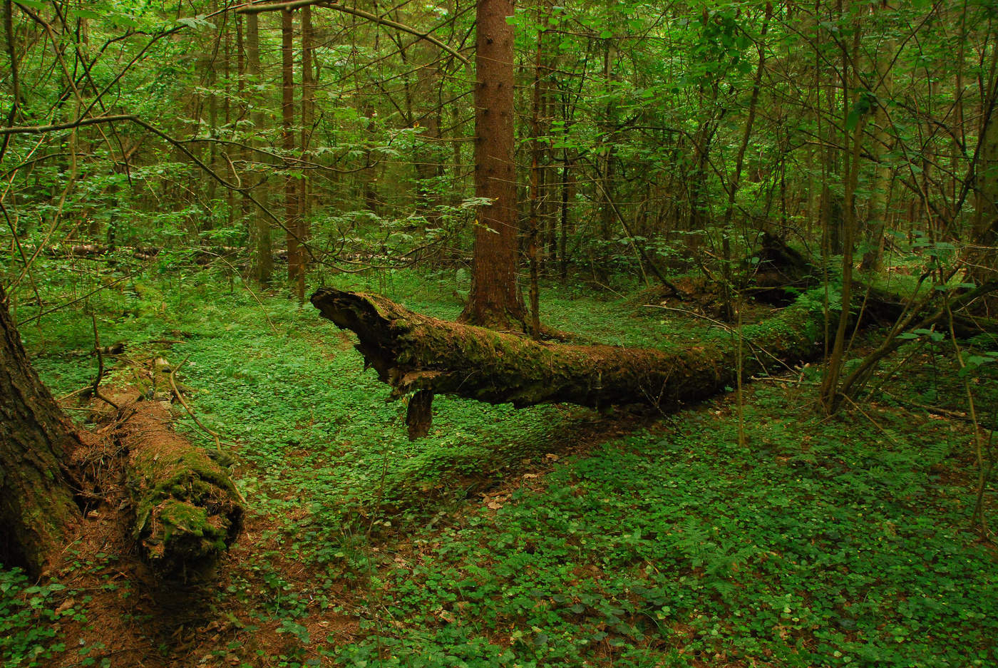"В лес вхожу, как в храм зеленый ..."