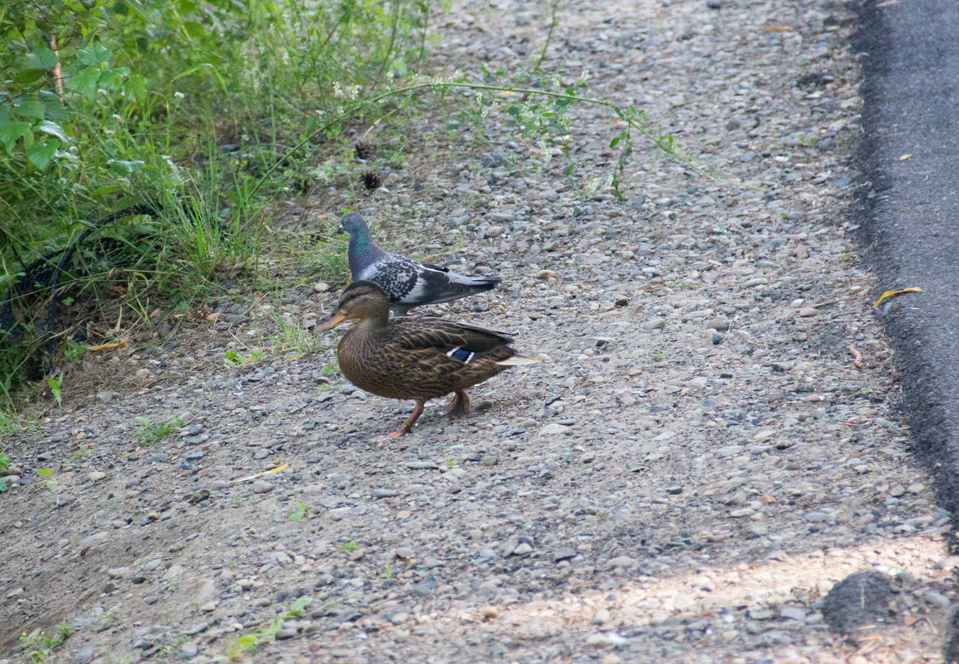 Утка и Голубь