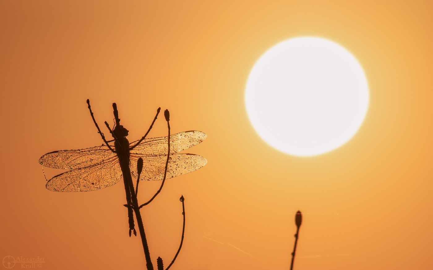 На утренней просушке...