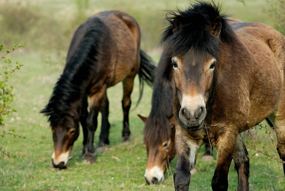 Дикие лошади