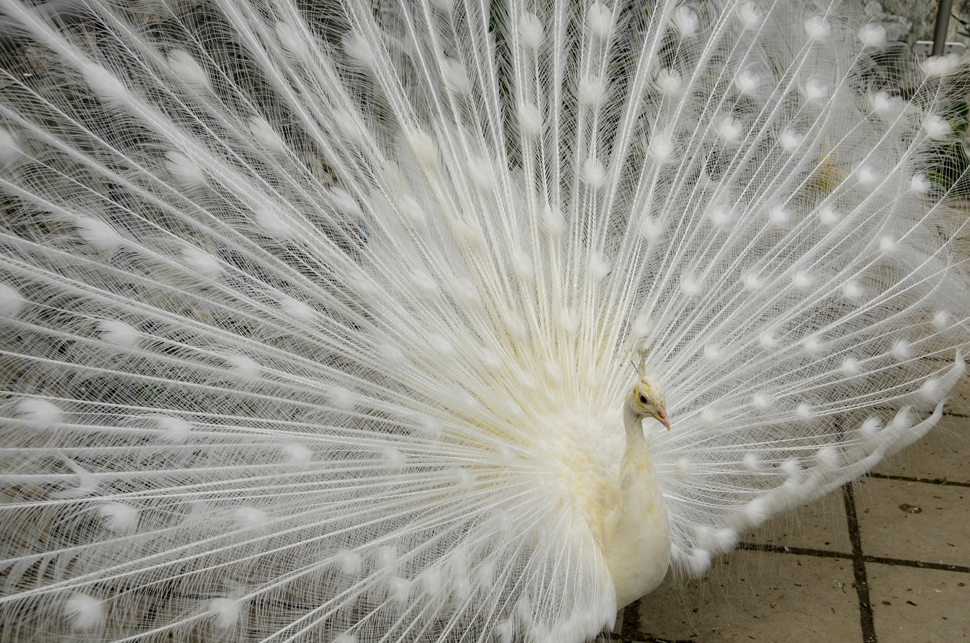 Райская птичка