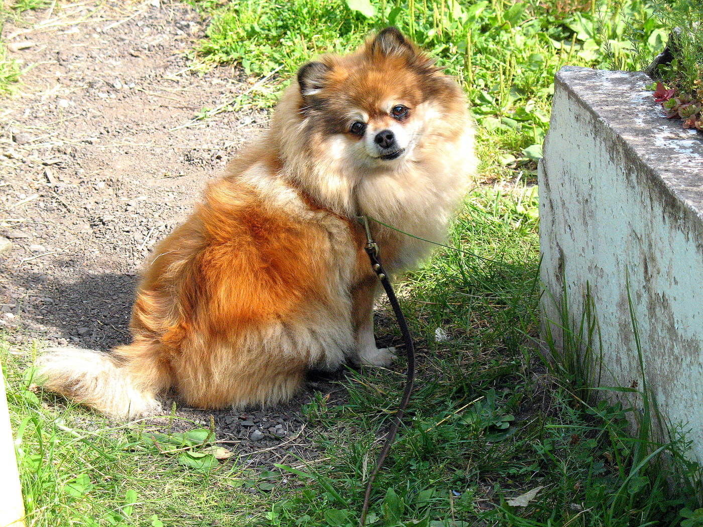 Сижу, сторожу...