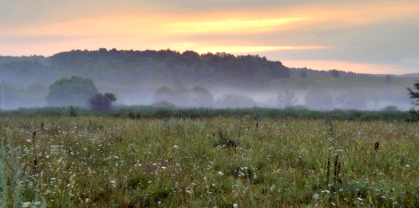 Утренняя туманная заря, трава в росе