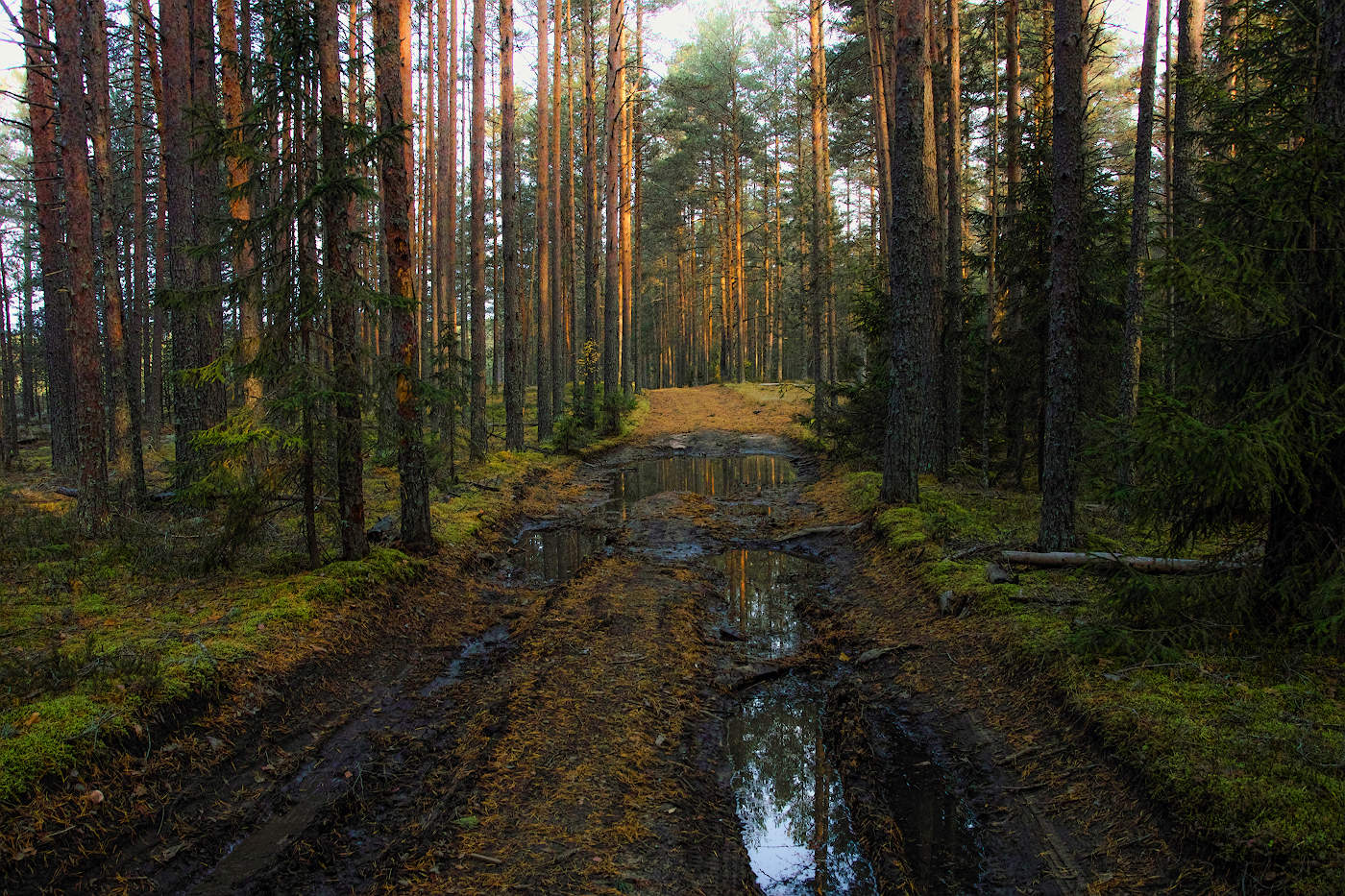 Лесная дорога в ненастье