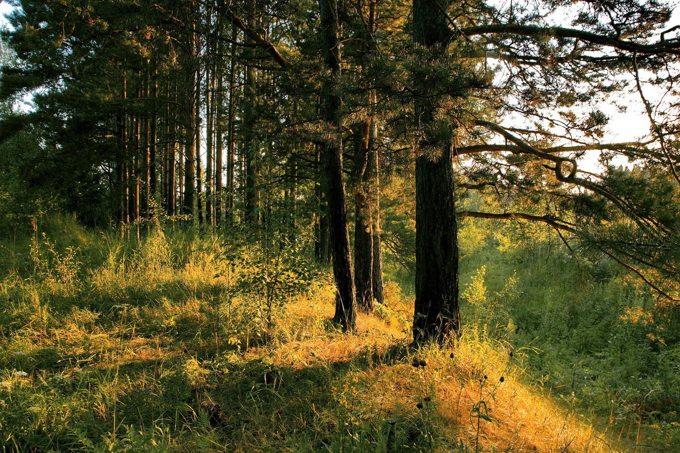 Вечер в лесу.