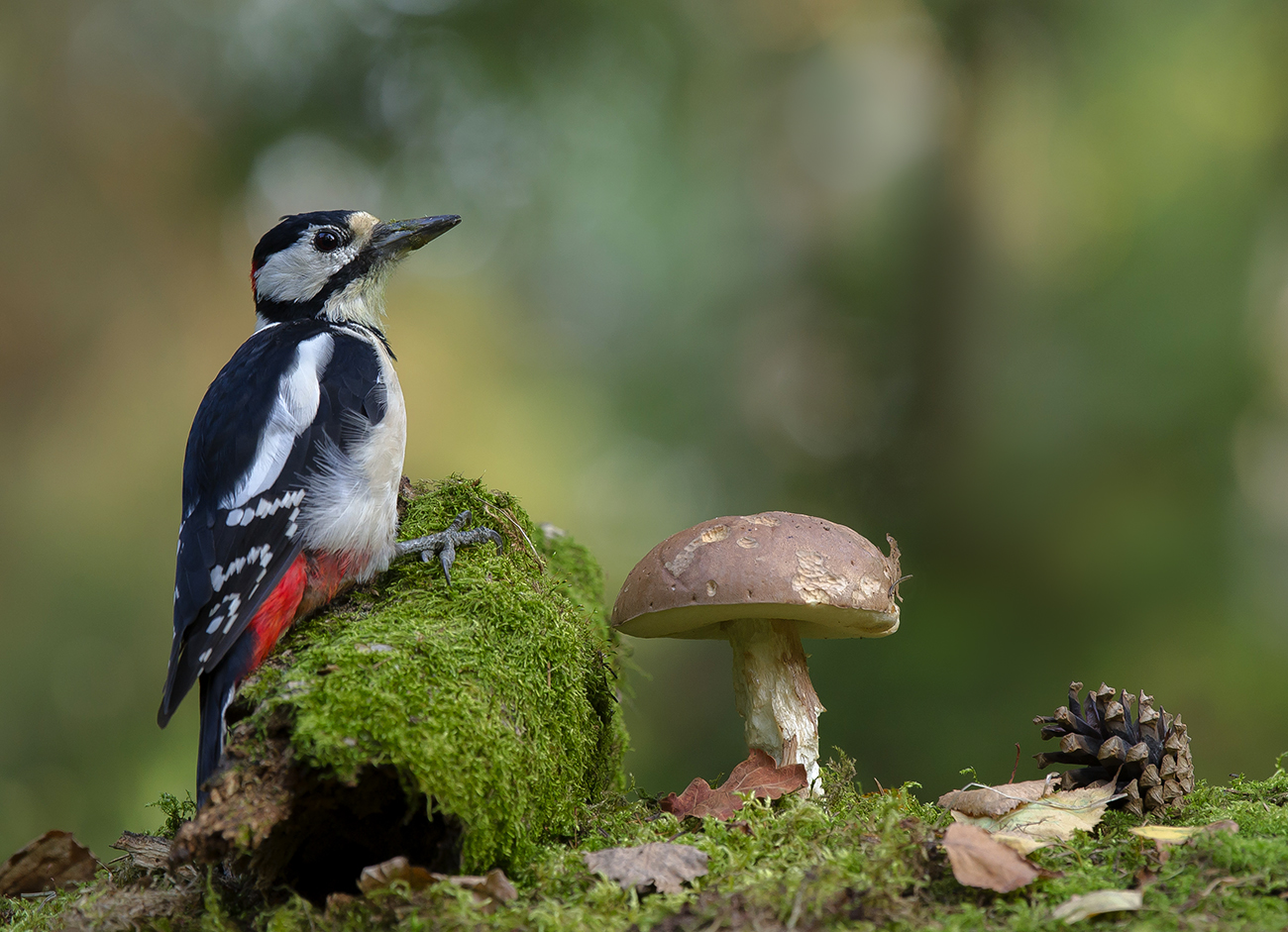 Картинка из леса.