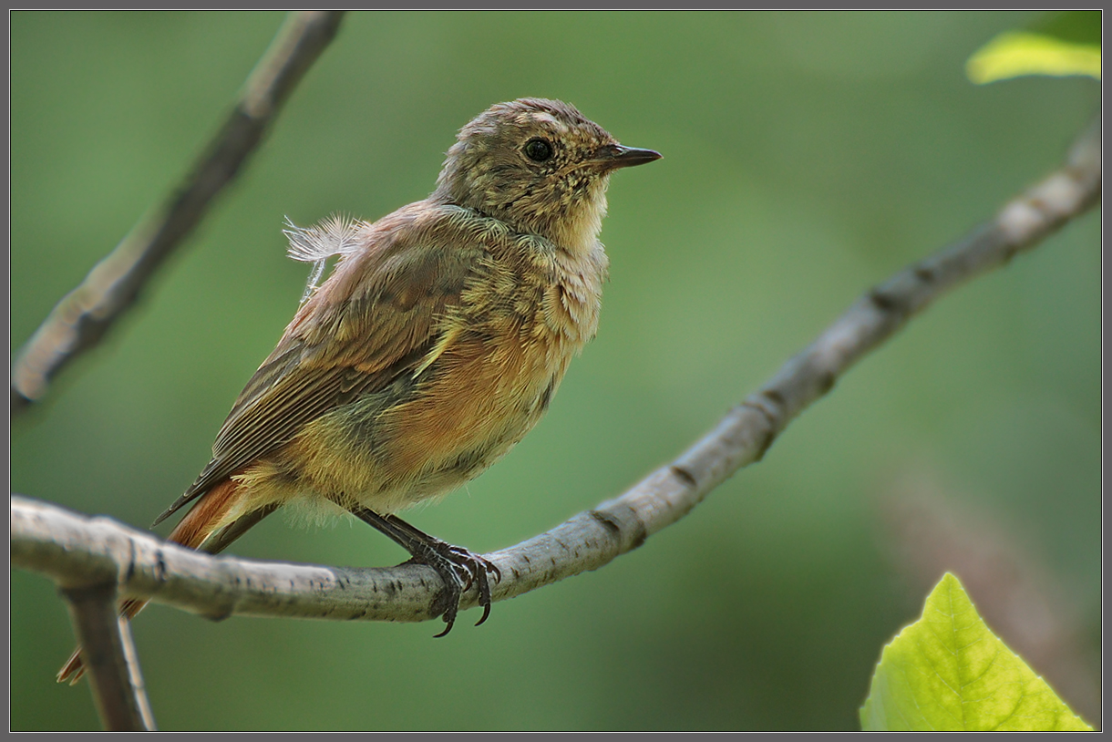 Сын горихвостки