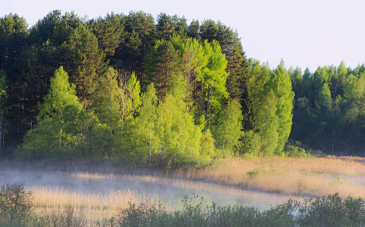 Очарование туманного утра