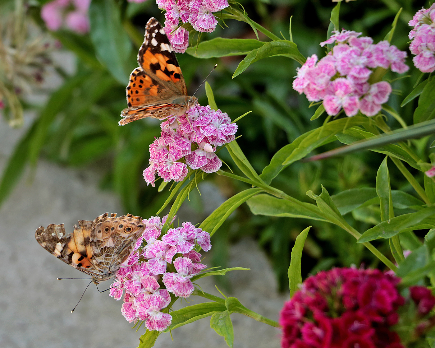 Репейницы и гвоздички