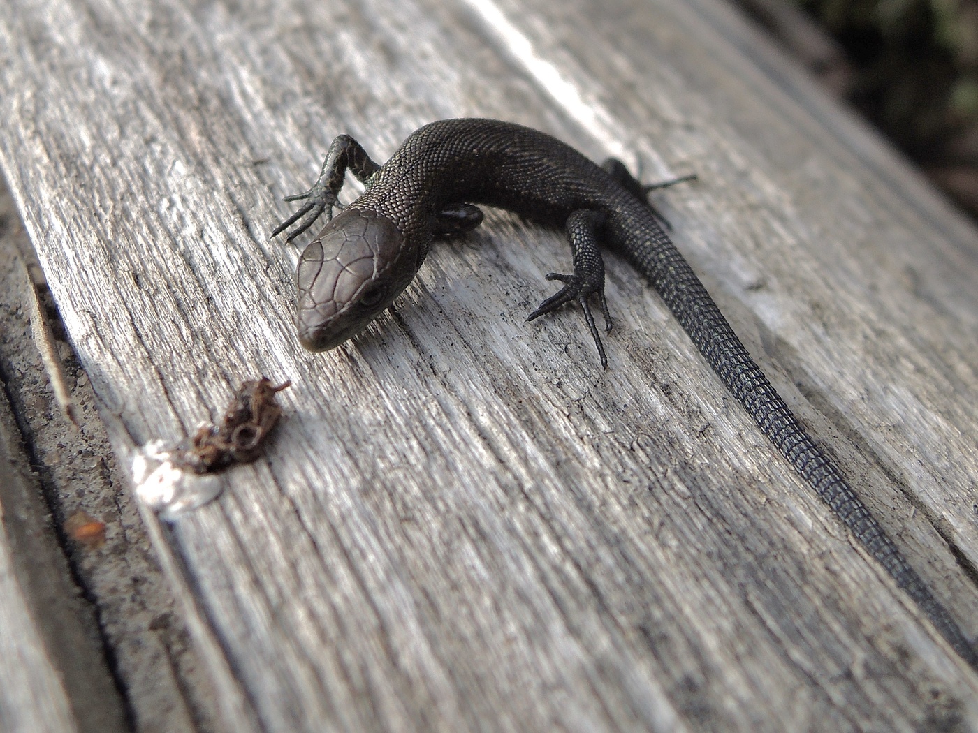 нежданная гостья