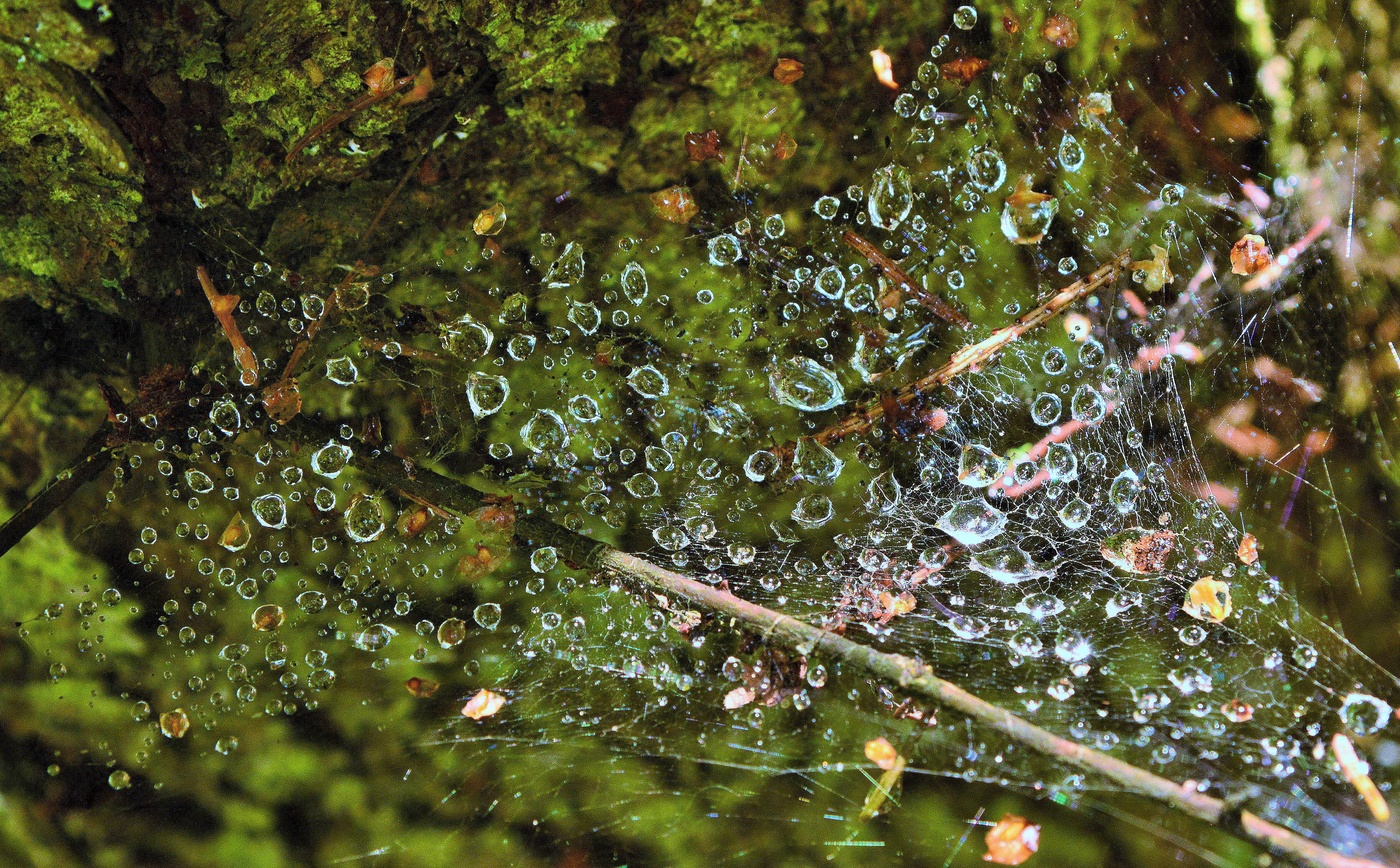 "Вгляжусь и вдруг увижу - Вселенная на паутине..."