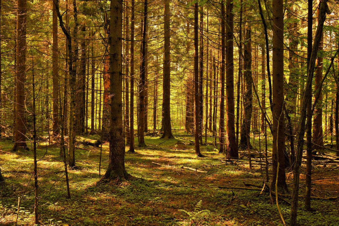 Здравствуйте, сосновые леса, солнечные, чистые, сухие..."