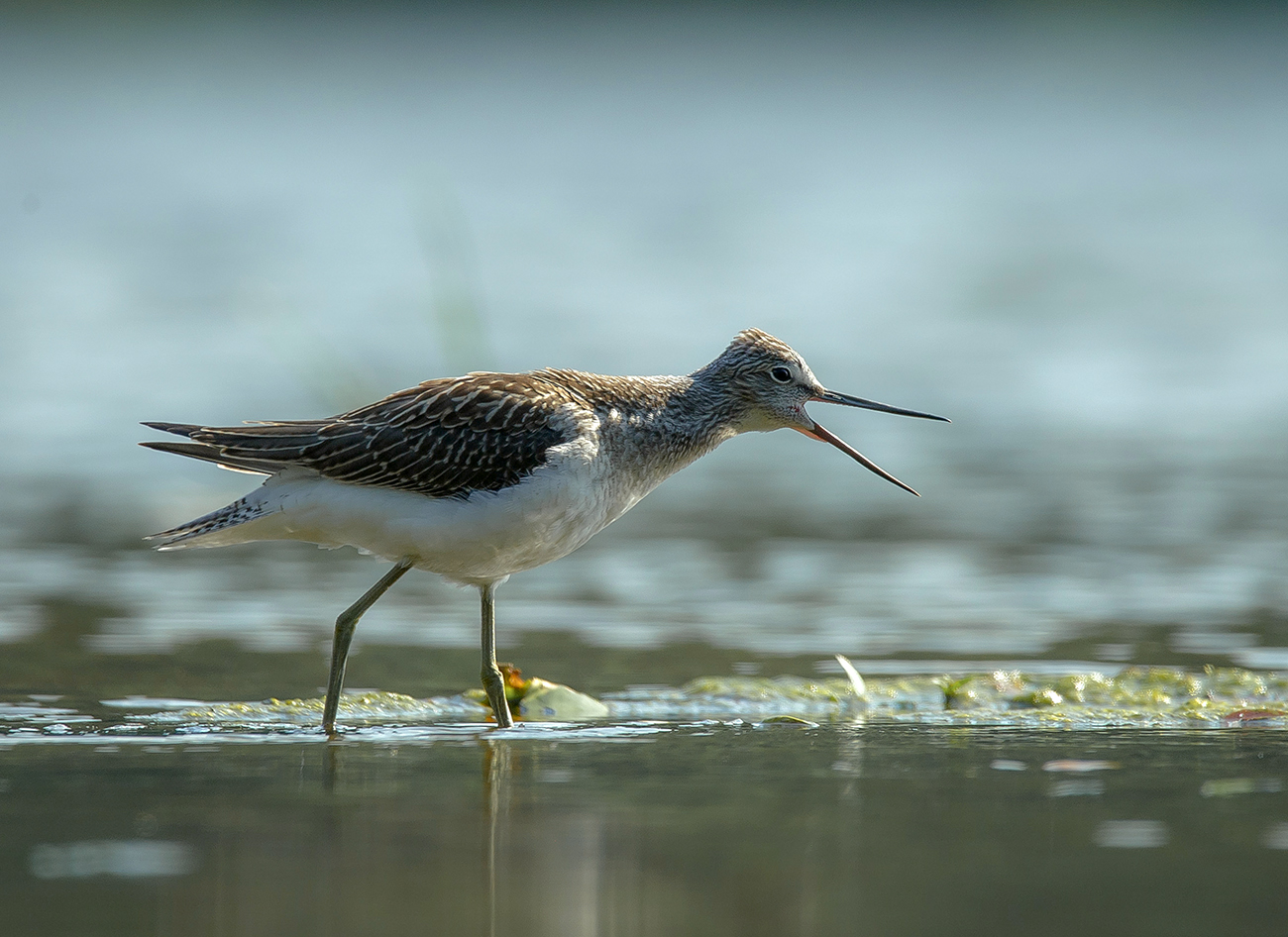 Большой улит