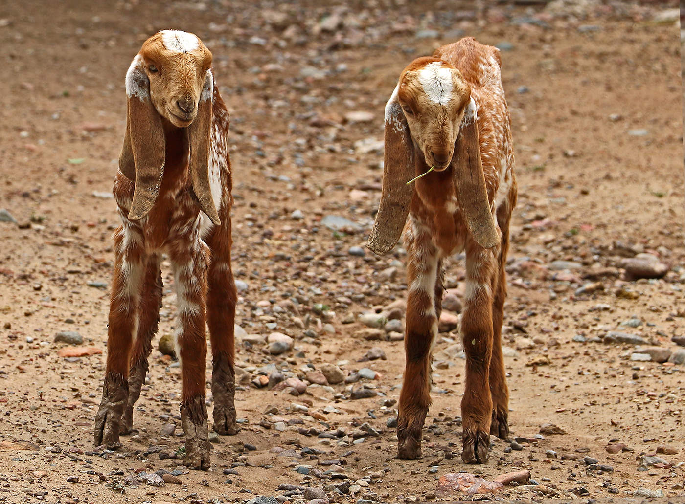 Барашки-близняшки