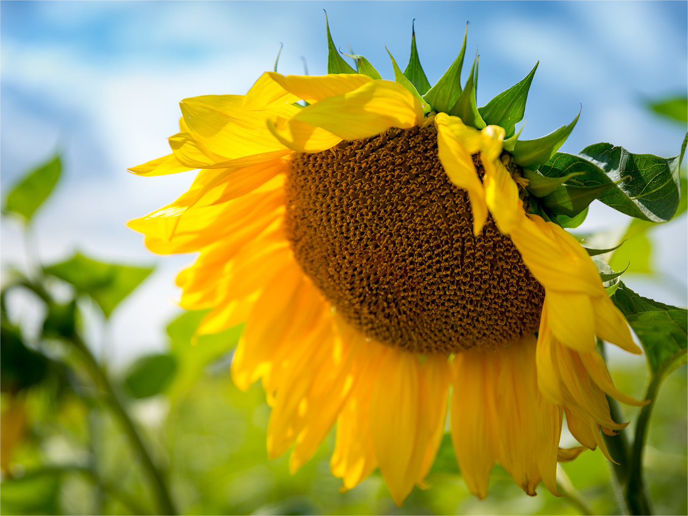 Про подсолнух