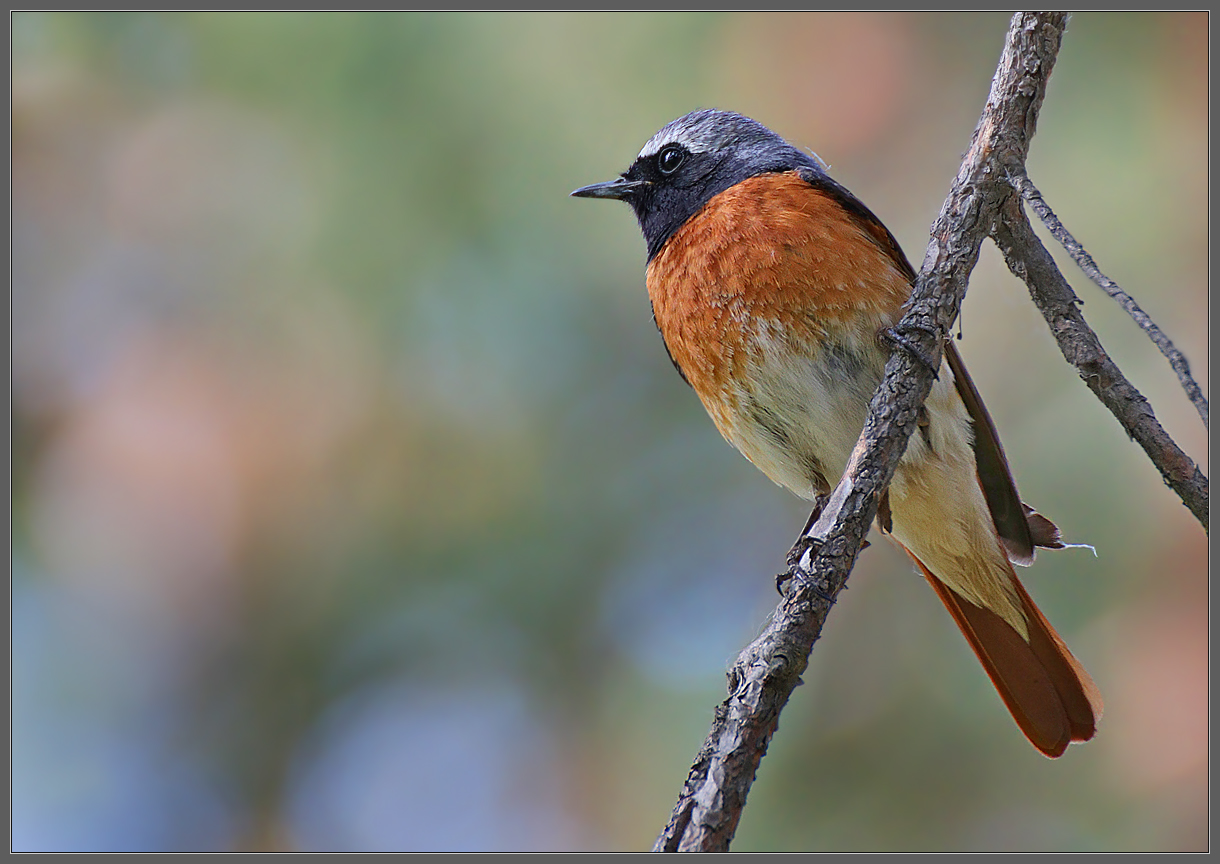Муж горихвостки