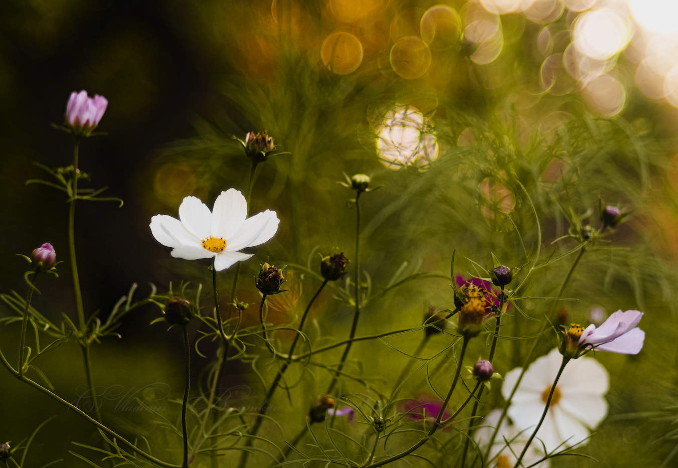 Вечером в саду
