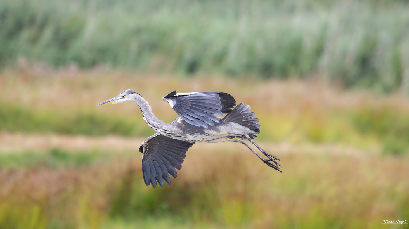 Graureiher im Flug