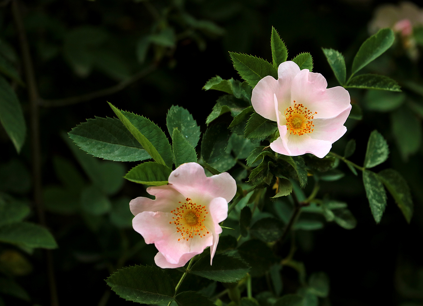 Нежная парочка