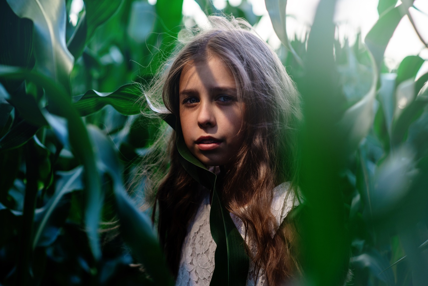 Тени кукурузы