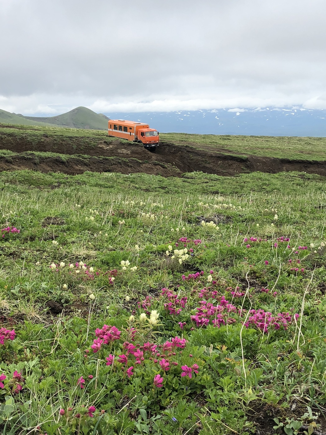 На Камчатке цветут рододендроны