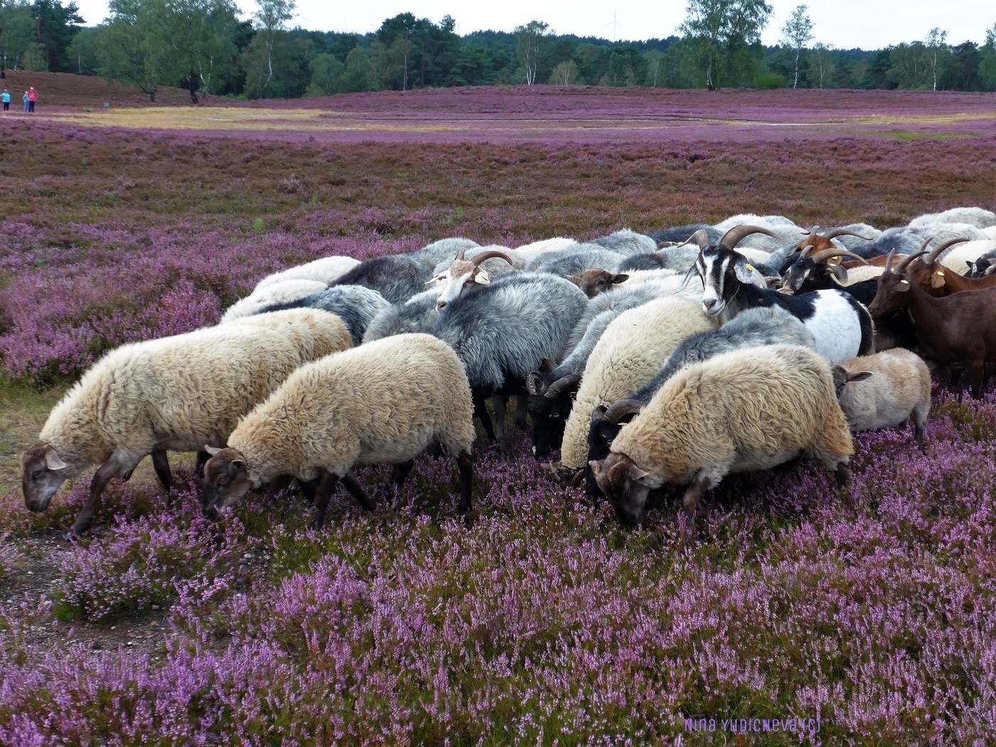 Fischbeker Heide Hamburg