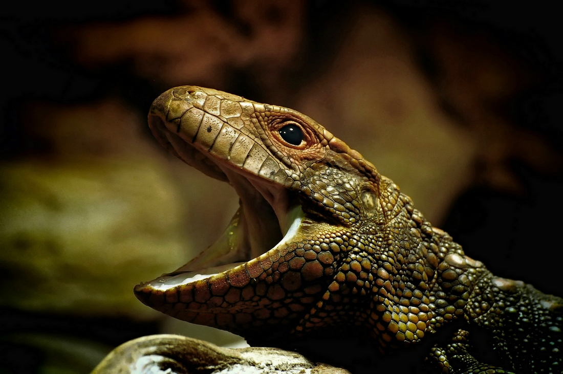 В Пражском зоопарке