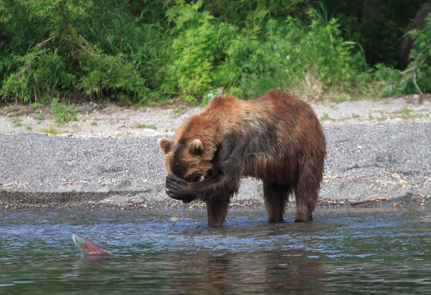 Не хочу больше рыбу, хочу ма-ли-ны!