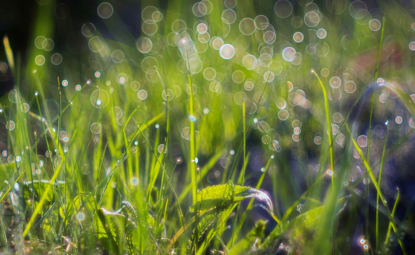 Весенняя роса